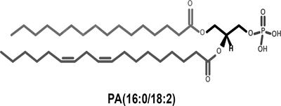 Regulation of Membrane Turnover by Phosphatidic Acid: Cellular Functions and Disease Implications